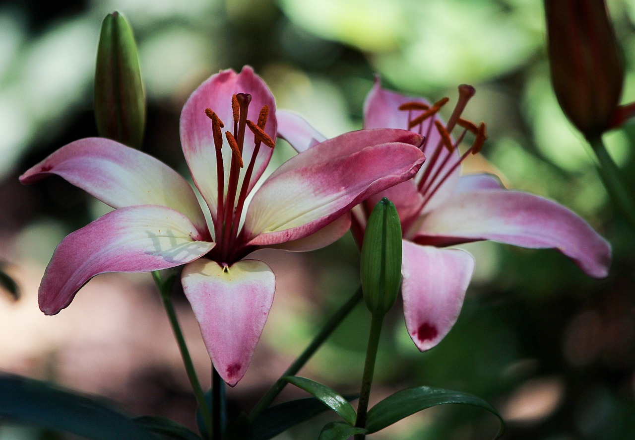 武进花卉销售与济南百合花卉批发市场的探索济南百合花卉市场怎么样  第1张